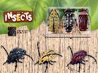 上链发条天牛(3只套装)